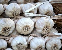 Organically Grown Garlic